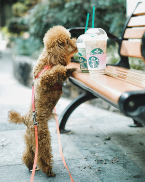 Fluids for Fur-Babies! How to Keep Your Dog Hydrated This Summer